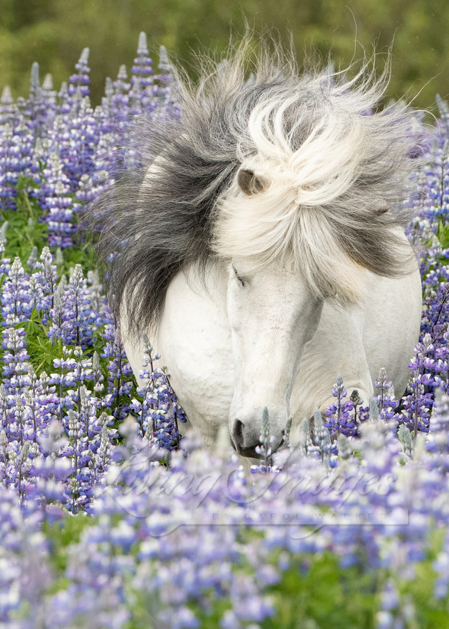 Shy Lupine Mare Photography Art | Living Images by Carol Walker, LLC