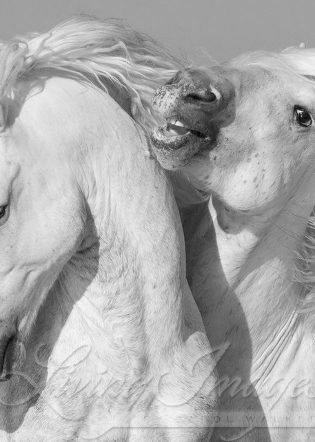 Two White Stallions Play Ii Photography Art | Living Images by Carol Walker, LLC