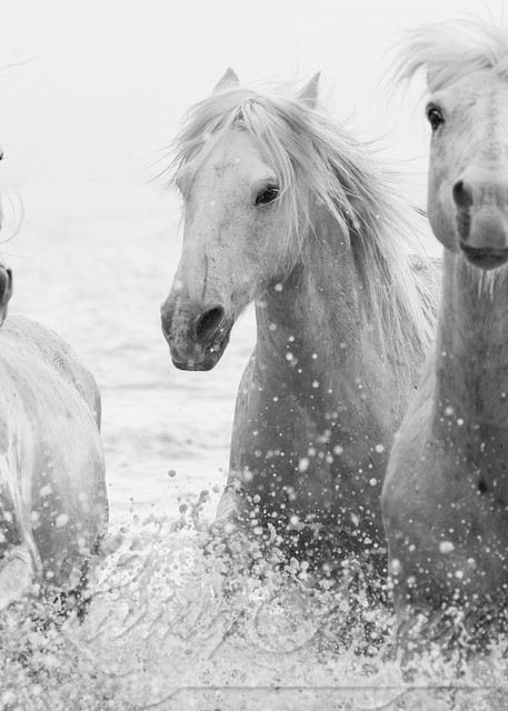 Three White Horses Splashing Photography Art | Living Images by Carol Walker, LLC