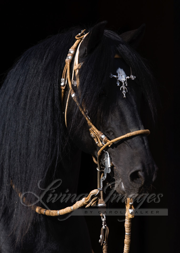 Black Peruvian Paso Stallion in traditional Peruvian bridle, Sante Fe, NM