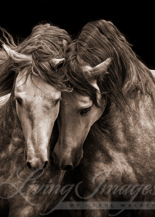 Two Andalusian Stallions In Sepia Photography Art | Living Images by Carol Walker, LLC