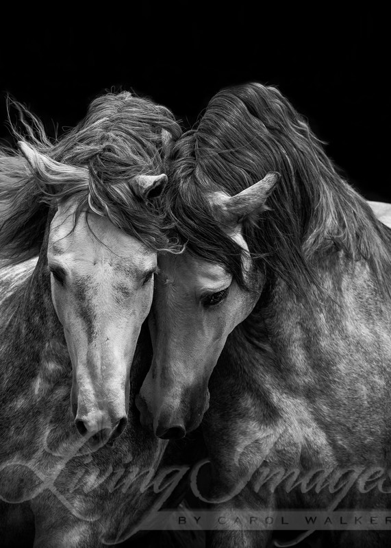 Two Andalusian Stallions Ii Photography Art | Living Images by Carol Walker, LLC