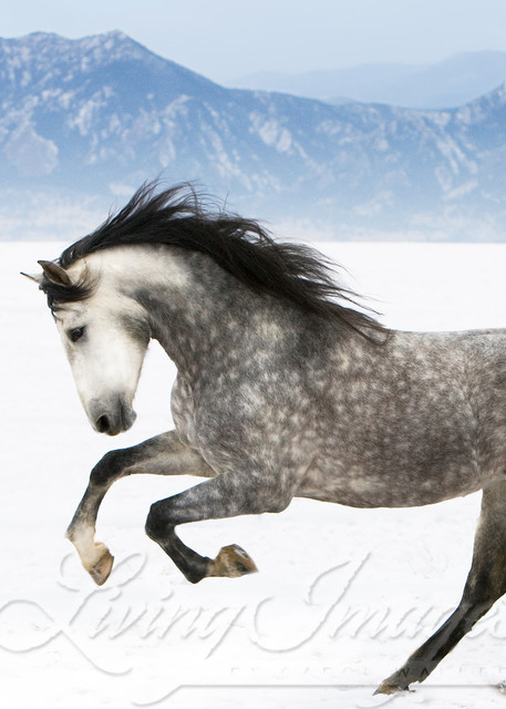 Purebred grey Andalusian mare running in the snow in Longmont, CO