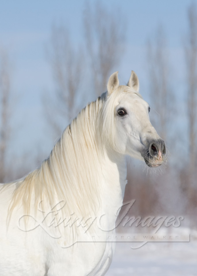 Grey Andalusian Stallion in snow in Longmont, CO