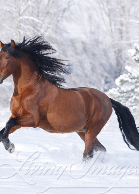 purebred Bay Andalusian stallion running in the snow in Berthoud, CO