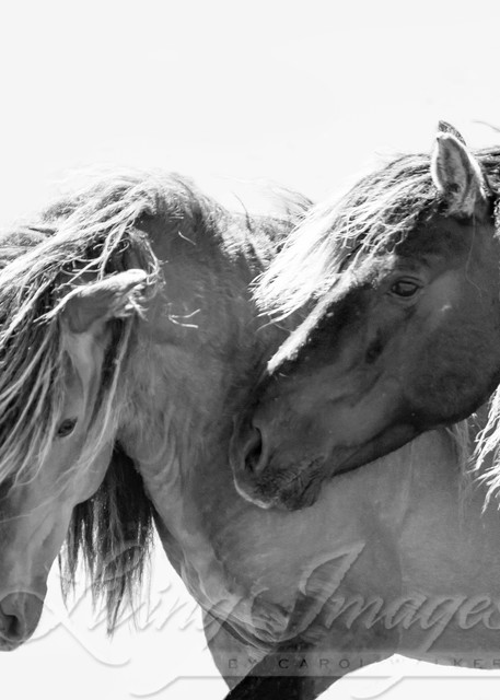 Two Sable Island Stallions Vii Photography Art | Living Images by Carol Walker, LLC