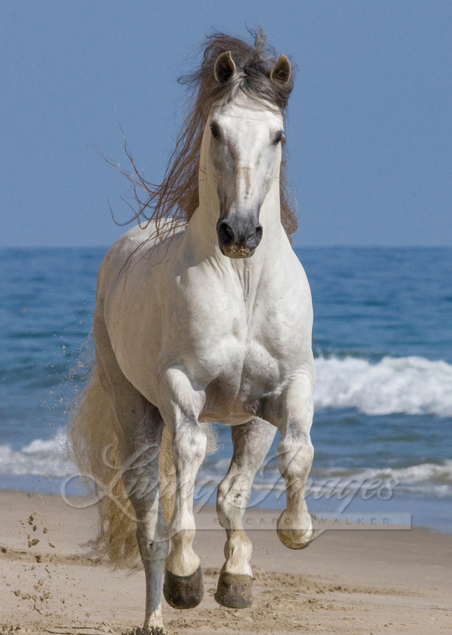 grey Andalusian stallion running on the beach at Ojai, CA