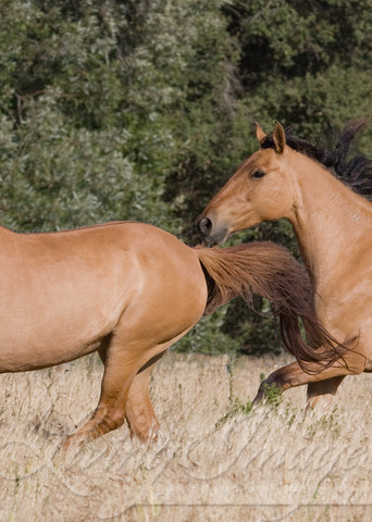 Wild Red Dun Mares Run Together Photography Art | Living Images by Carol Walker, LLC