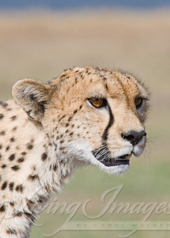 Cheetah Comes Close Photography Art | Living Images by Carol Walker, LLC