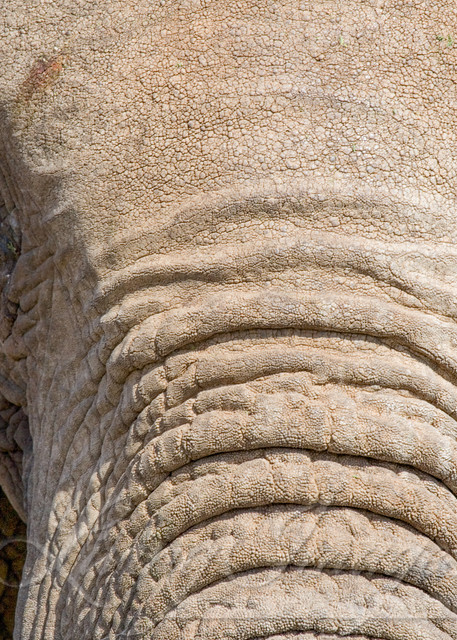 The Elephant's Face Photography Art | Living Images by Carol Walker, LLC