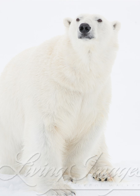 Polar Bear Looks Out Art | Living Images by Carol Walker, LLC