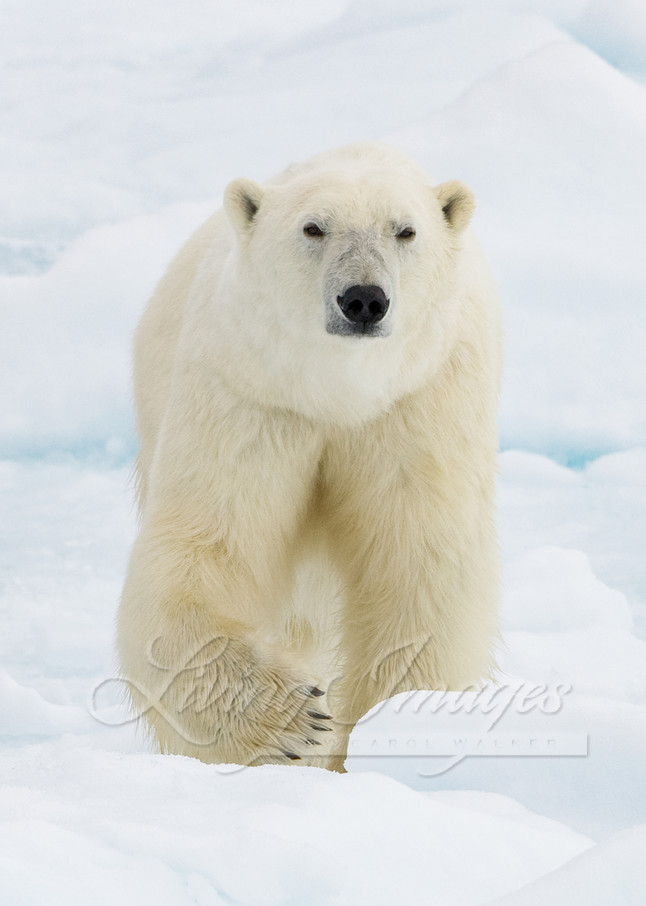 Polar Bear Walks Art | Living Images by Carol Walker, LLC