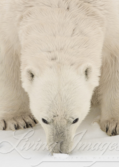 Polar Bear's Nose Photography Art | Living Images by Carol Walker, LLC