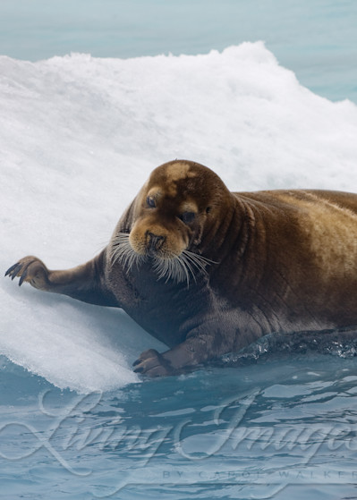 Seal's Slide Art | Living Images by Carol Walker, LLC