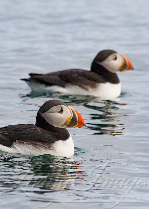 Puffin Pair Photography Art | Living Images by Carol Walker, LLC