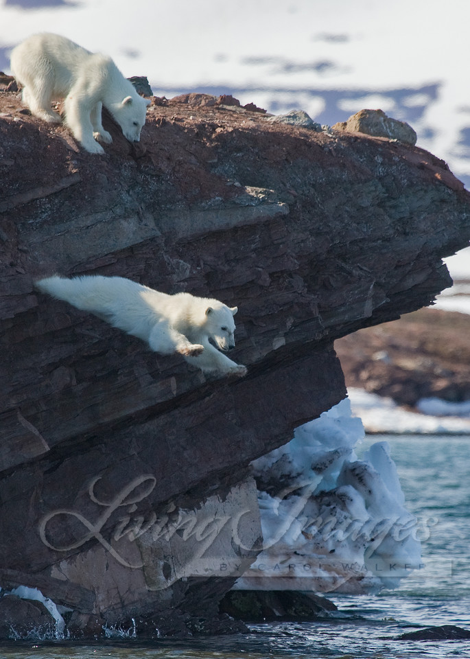 Polar Bear Cub Leaps Art | Living Images by Carol Walker, LLC