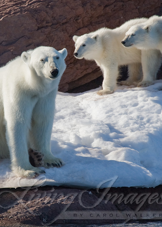 Polar Bear Mother And Cubs Art | Living Images by Carol Walker, LLC