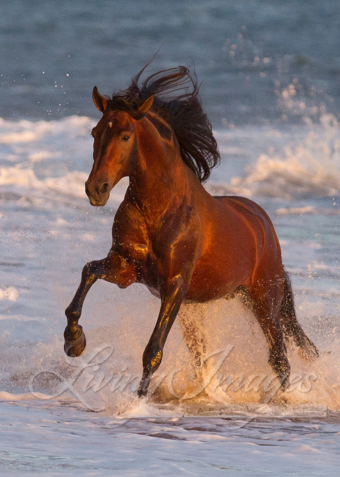 Ojai, California, Andalusian stallion, ocean