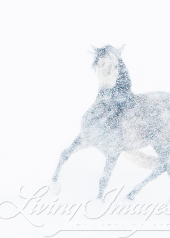 Mare In A Blizzard Photography Art | Living Images by Carol Walker, LLC