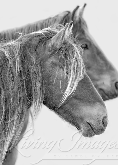 Two Young Sable Island Bachelor Stallions Photography Art | Living Images by Carol Walker, LLC