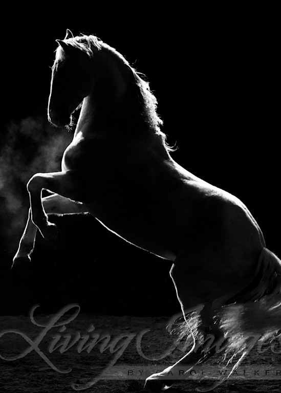White Stallion In The Dark Ii Photography Art | Living Images by Carol Walker, LLC