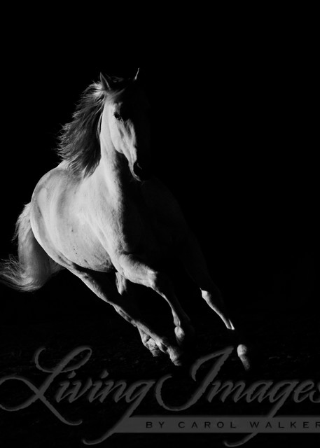 The White Stallion In The Dark Iii Photography Art | Living Images by Carol Walker, LLC