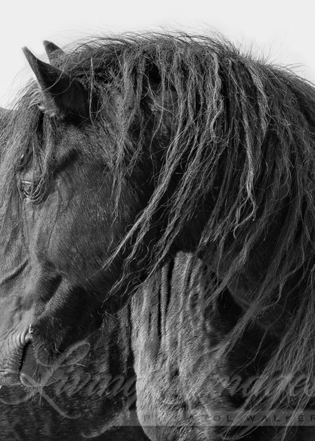 Black Sable Island Stallion Turns His Head Art | Living Images by Carol Walker, LLC