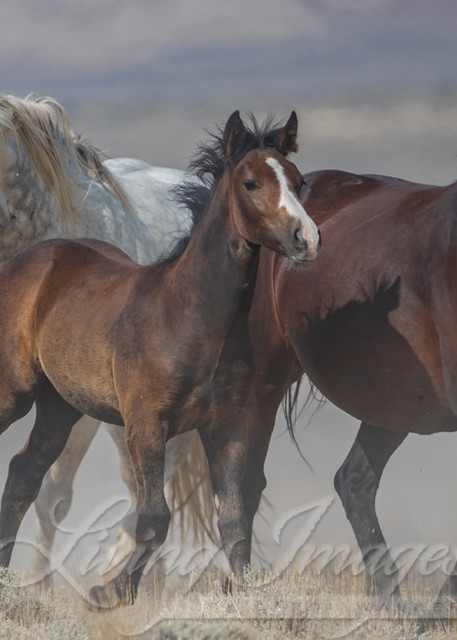 Wild Stallion In Charge Photography Art | Living Images by Carol Walker, LLC