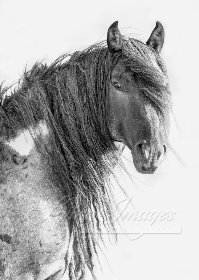 Wild Blue Roan Stallion Ii Photography Art | Living Images by Carol Walker, LLC