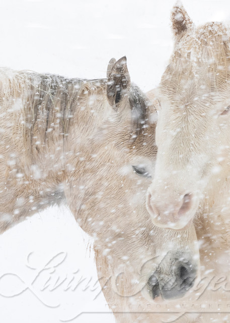 Two Mustangs Come Together In The Snow Photography Art | Living Images by Carol Walker, LLC