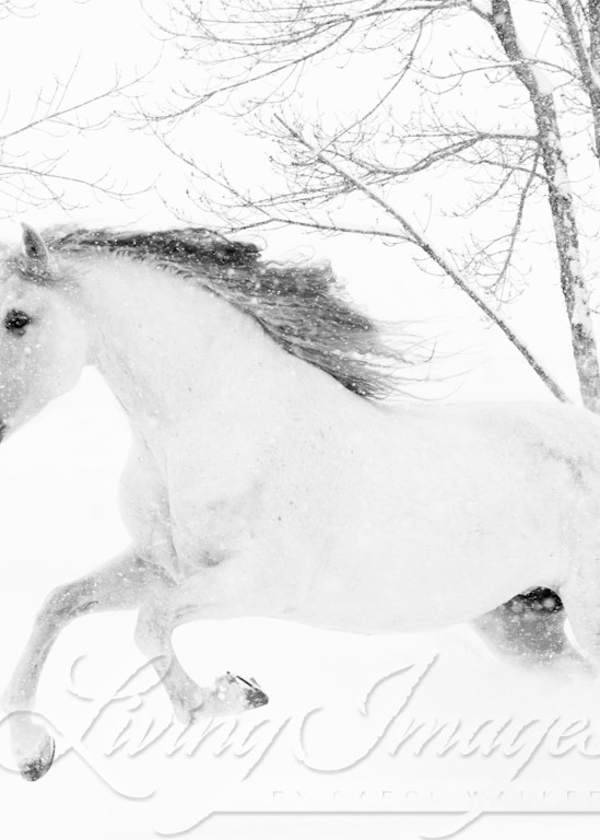 White Mare Leaps In The Snow Photography Art | Living Images by Carol Walker, LLC
