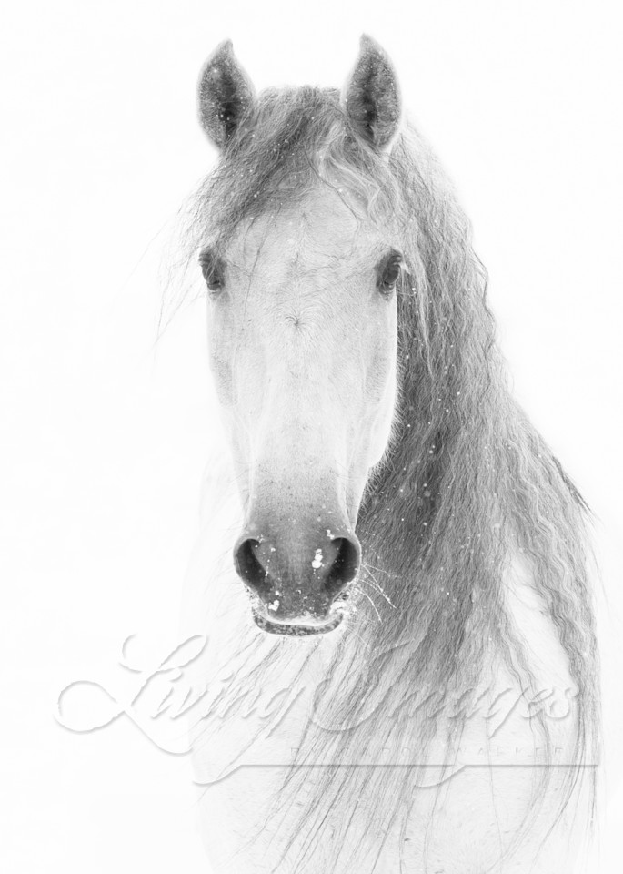 White Snowy Mare Comes Close Photography Art | Living Images by Carol Walker, LLC