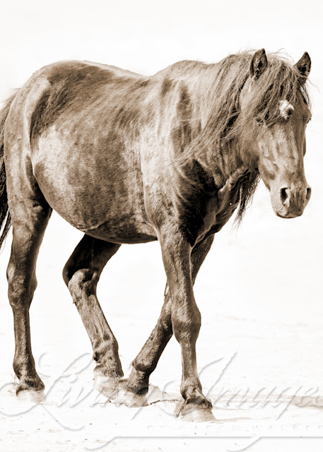 Sable Island Stallion Walks On The Beach Ii In Sepia Photography Art | Living Images by Carol Walker, LLC