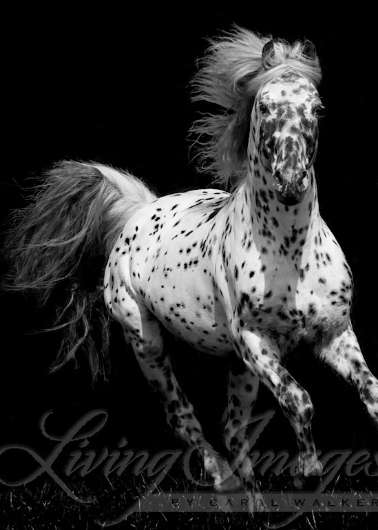 Spotted Stallion Running Photography Art | Living Images by Carol Walker, LLC