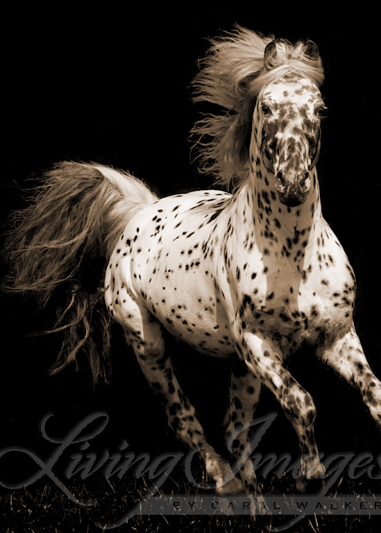 Spotted Stallion Running In Sepia Photography Art | Living Images by Carol Walker, LLC
