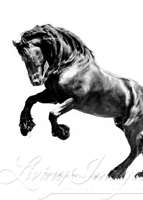 Ojai, CA, purebred horse, black Friesian stallion rearing