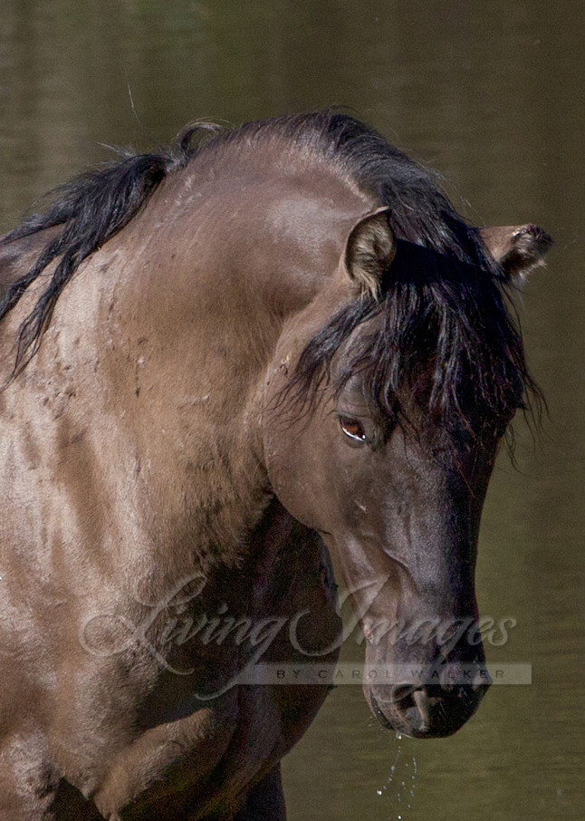 Wild Stallion In The Water Photography Art | Living Images by Carol Walker, LLC