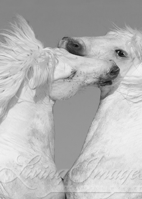 Two White Stallions Rearing Photography Art | Living Images by Carol Walker, LLC