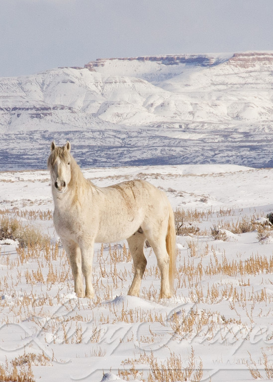 Wild Snow Stallion Photography Art | Living Images by Carol Walker, LLC