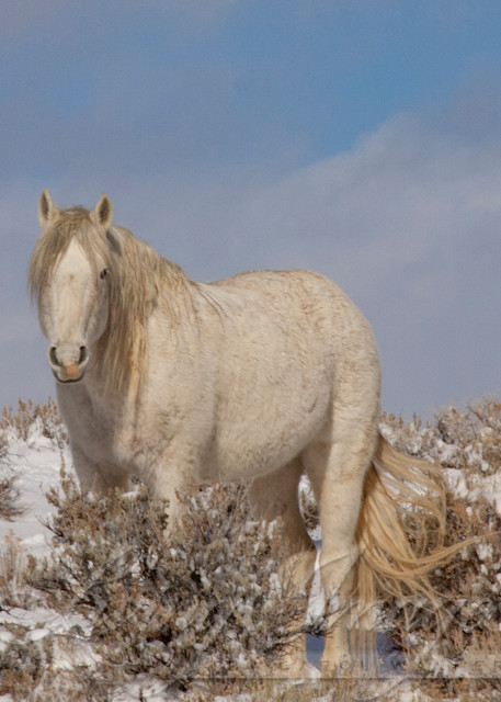 Wild Winter Stallion Stands Photography Art | Living Images by Carol Walker, LLC