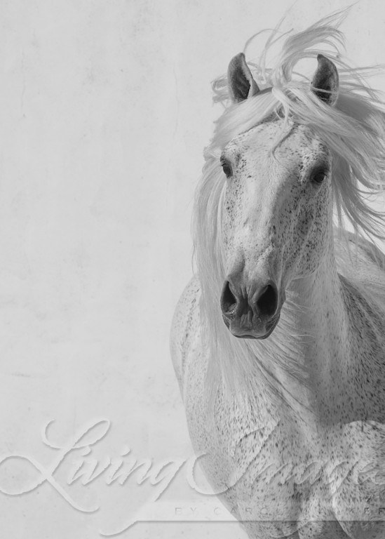 The White Stallion Runs Up Photography Art | Living Images by Carol Walker, LLC