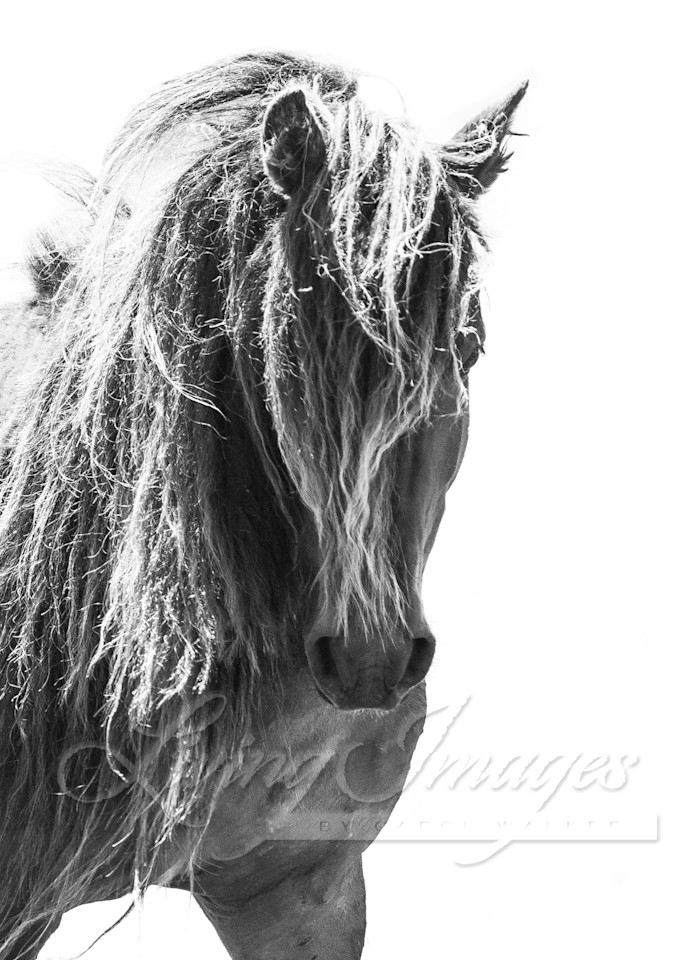 Sable Island Stallion Head On In Black And White Art | Living Images by Carol Walker, LLC