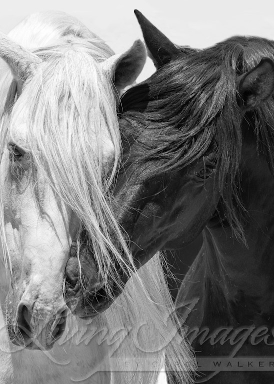 Black And White Friends Iii Photography Art | Living Images by Carol Walker, LLC