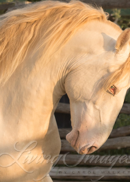 Cremello Stallion Runs At Dawn Photography Art | Living Images by Carol Walker, LLC
