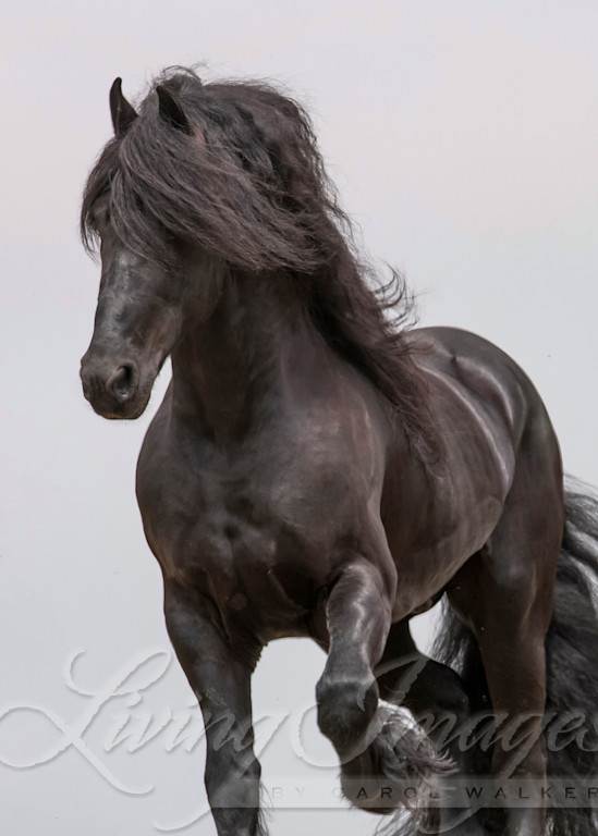 Friesian On The Move At Dawn Photography Art | Living Images by Carol Walker, LLC