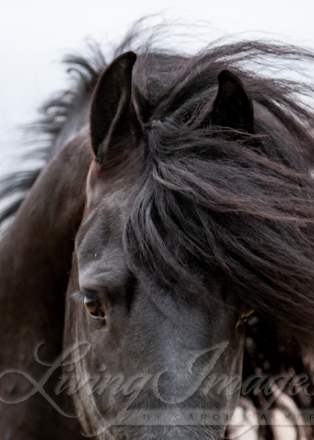 Friesian's Eyes In Color Photography Art | Living Images by Carol Walker, LLC