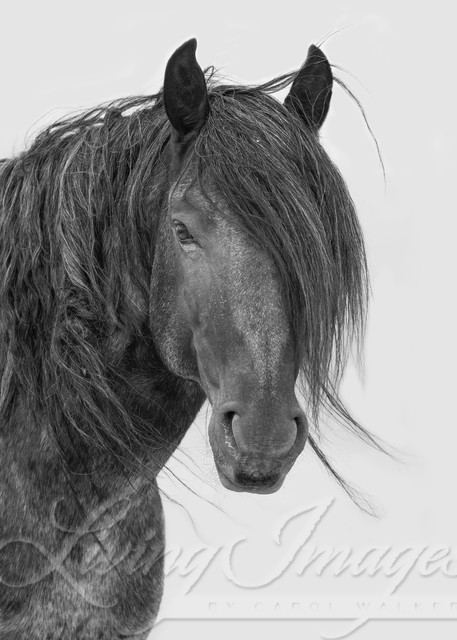 Blue Zeus Looks In Black And White Photography Art | Living Images by Carol Walker, LLC