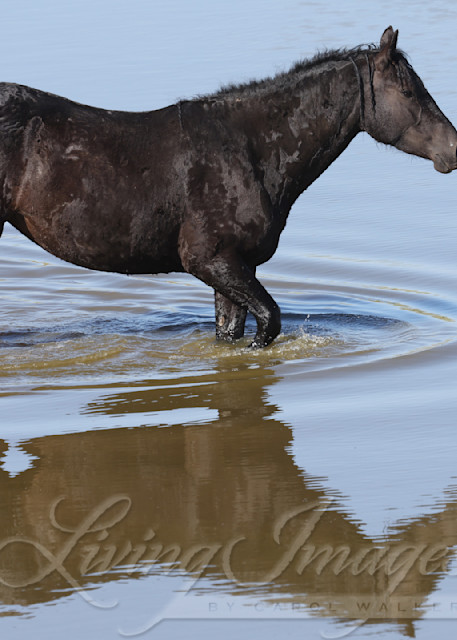 Wild Black Curly Mare In The Water Photography Art | Living Images by Carol Walker, LLC