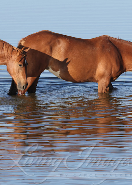 Two Wild Mares Drink Photography Art | Living Images by Carol Walker, LLC