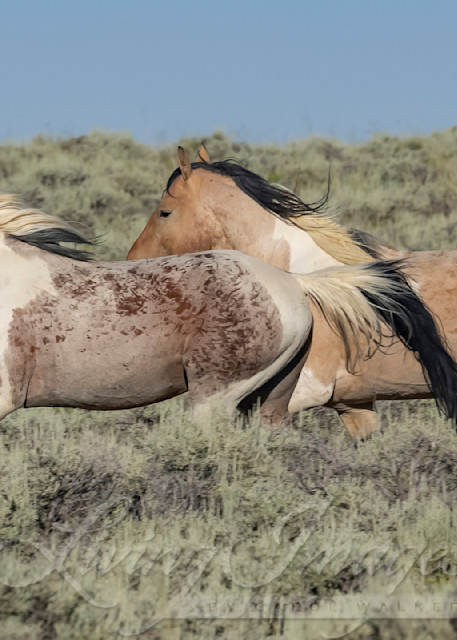 Two Wild Pinto Stallions Run Photography Art | Living Images by Carol Walker, LLC
